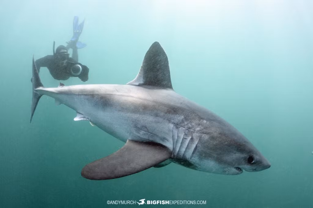 Cá mập porbeagle có thể đạt chiều dài lên đến 3,7 mét và nặng khoảng 230 kg. Chúng có thân hình chắc nịch, với phần giữa cơ thể rất dày và thuôn dần về phía đuôi. Màu sắc của chúng thường là xám ở phía trên và trắng ở phía dưới, với một đốm trắng đặc trưng ở gốc vây lưng thứ nhất.(Ảnh: Big Fish Expeditions)