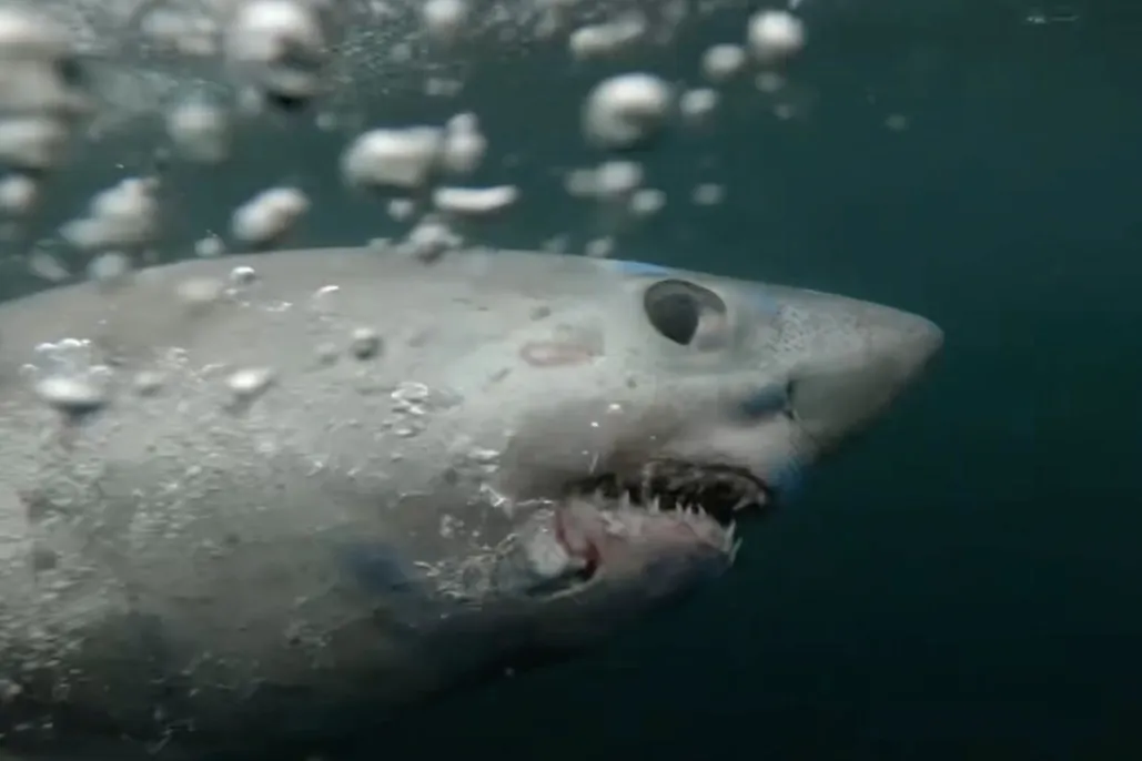 Chúng thường săn mồi ở các vùng nước giàu thức ăn trên thềm lục địa, nhưng cũng có thể di chuyển xa bờ và lặn sâu đến 1.360 mét. (Ảnh: BBC Wildlife Magazine)