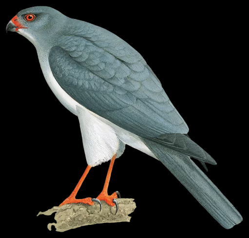 Việc phát hiện ra loài chim này không chỉ là một thành tựu khoa học mà còn là lời nhắc nhở về tầm quan trọng của việc bảo vệ các khu rừng nhiệt đới nguyên sinh. Đây là môi trường sống của nhiều loài động vật quý hiếm và có giá trị sinh thái cao.(Ảnh: Search for Lost Birds)