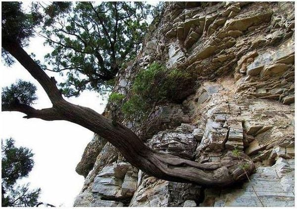 Chuyên gia sưu tầm Ngụy Lỗi ca ngợi loại gỗ này vì tính khan hiếm và sức sống bền bỉ. Chỉ 1/1000 cây sống sót trong điều kiện khắc nghiệt và các cây nhai bách tìm thấy rất hiếm. (Ảnh: Cổ mộc hương)