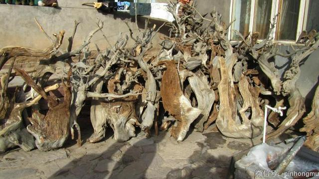 Gỗ nhai bách, được biết đến như cây hạt trần quý giá nhất, mọc ở các vách đá của dãy núi Thái Hành Sơn, Trung Quốc. Nó phát triển trong môi trường khắc nghiệt, có mật độ gỗ cao, nhiều dầu và mùi thơm dịu. Gỗ nhai bách rất quý hiếm, không thể tái tạo và thường được tìm thấy dưới dạng rễ hoặc thân cây đã chết. Hương thơm của nó được ví như báu vật của tự nhiên. (Ảnh: Sohu)