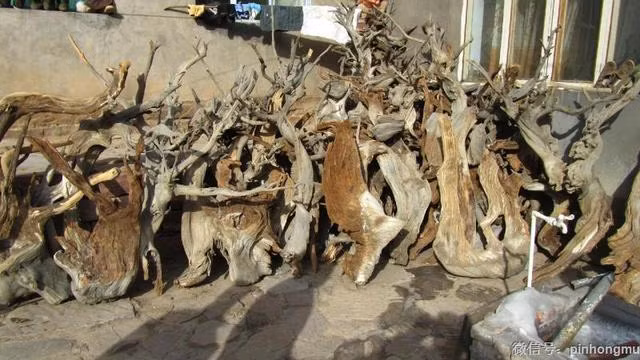 Gỗ nhai bách, được biết đến như cây hạt trần quý giá nhất, mọc ở các vách đá của dãy núi Thái Hành Sơn, Trung Quốc. Nó phát triển trong môi trường khắc nghiệt, có mật độ gỗ cao, nhiều dầu và mùi thơm dịu. Gỗ nhai bách rất quý hiếm, không thể tái tạo và thường được tìm thấy dưới dạng rễ hoặc thân cây đã chết. Hương thơm của nó được ví như báu vật của tự nhiên. (Ảnh: Sohu)