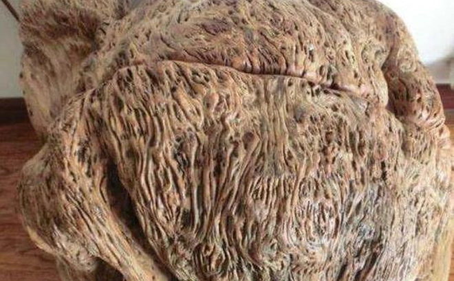 Một ông lão nhặt được khúc gỗ có hình thù kỳ lạ, khi đi chặt củi trên núi. Vì tò mò, ông không dùng nó làm củi mà mang tới một người buôn gỗ trong làng. Người này nhận ra đó là gỗ nhai bách quý hiếm và mua lại với giá rẻ. Sau đó, ông lão biết giá trị thật của khúc gỗ và cảm thấy hối tiếc. (Ảnh: Tri thức trẻ)