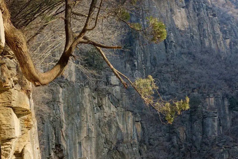 Sự khan hiếm và không thể tái tạo làm cho gỗ nhai bách trở thành một báu vật thực sự, đòi hỏi những nỗ lực bảo tồn đặc biệt để bảo vệ và duy trì nguồn tài nguyên này cho các thế hệ tương lai. (Ảnh:Dreamstime)