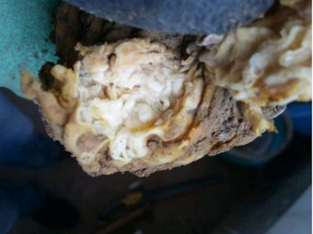 Linh chi thái tuế, hay còn gọi là “nấm linh chi thái tuế”, là một loại nấm linh chi đặc biệt quý hiếm. Được hình thành từ sự kết hợp của vi khuẩn, nấm và một loại polymer đặc biệt, loại nấm này chỉ có thể tìm thấy trong tự nhiên và không thể trồng nhân tạo. (Ảnh: Dân Việt)