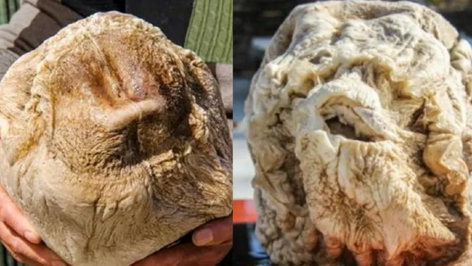 Linh chi thái tuế không chỉ là một loại thảo dược quý hiếm mà còn là một “thần dược” với nhiều công dụng tuyệt vời cho sức khỏe. Sự quý hiếm và giá trị kinh tế cao của nó khiến Linh chi thái tuế trở thành một trong những báu vật thiên nhiên được săn lùng nhiều nhất.(Ảnh: Techz)