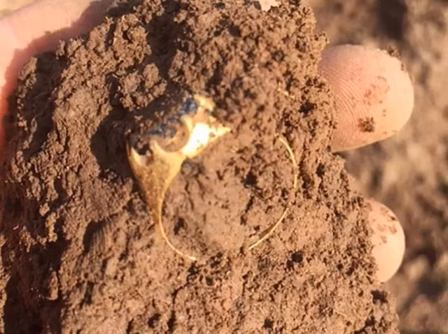 Do kim loai trong rung, bat ngo tim thay 'bau vat' tien ty