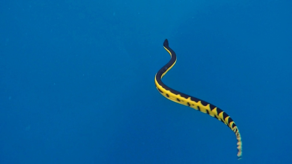 Về sinh sản, loài rắn này đẻ trứng và thường sinh sản vào mùa mưa, khi nguồn nước ngọt dồi dào hơn. (Ảnh:iNaturalist)