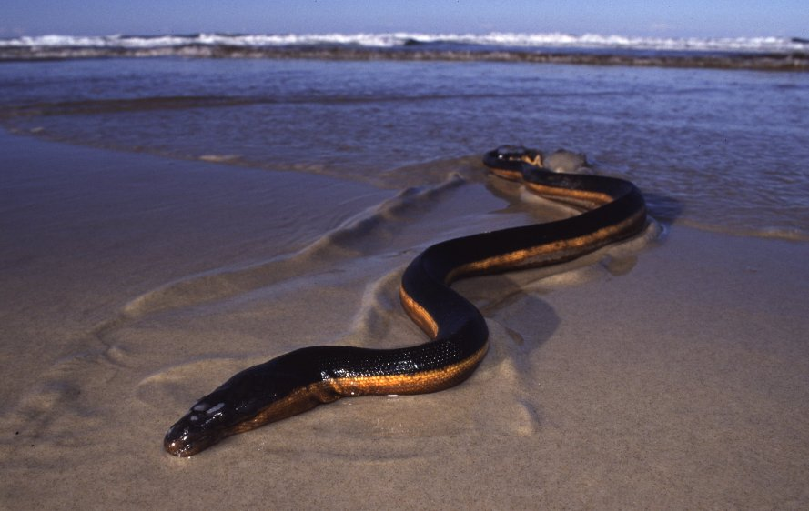 Một trong những đặc điểm nổi bật của rắn biển bụng vàng là khả năng tồn tại thiếu nước ngọt trong thời gian dài. Chúng có thể sống sót mà không cần nước ngọt đến 7 tháng, nhờ khả năng hấp thụ nước mưa hình thành trên bề mặt nước biển. (Ảnh:CalPhotos )