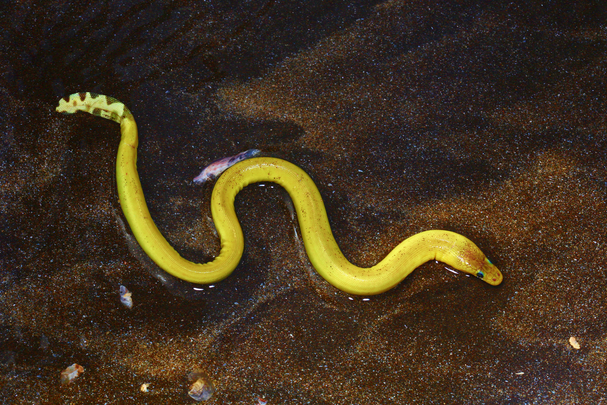 Loài rắn này có phạm vi phân bố rộng rãi, từ các vùng biển nhiệt đới Ấn Độ-Thái Bình Dương đến bờ biển phía nam California và miền bắc Peru. Chúng thường được tìm thấy trên các dòng chảy bề mặt và sử dụng các dòng hải lưu để di chuyển. Đặc biệt, rắn biển bụng vàng là loài rắn biển duy nhất có thể sống tại các vùng biển xa bờ. (Ảnh:iNaturalist)