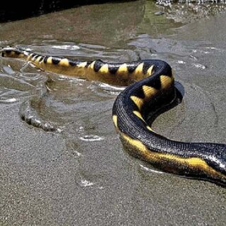 Rắn biển bụng vàng có thân hình thon dài, với phần bụng màu vàng và lưng màu nâu hoặc đen. Chiều dài trung bình của chúng khoảng 720mm đối với rắn đực và 880mm đối với rắn cái. Đuôi của chúng có dạng mái chèo, giúp chúng di chuyển dễ dàng trong môi trường nước. (Ảnh:ResearchGate)