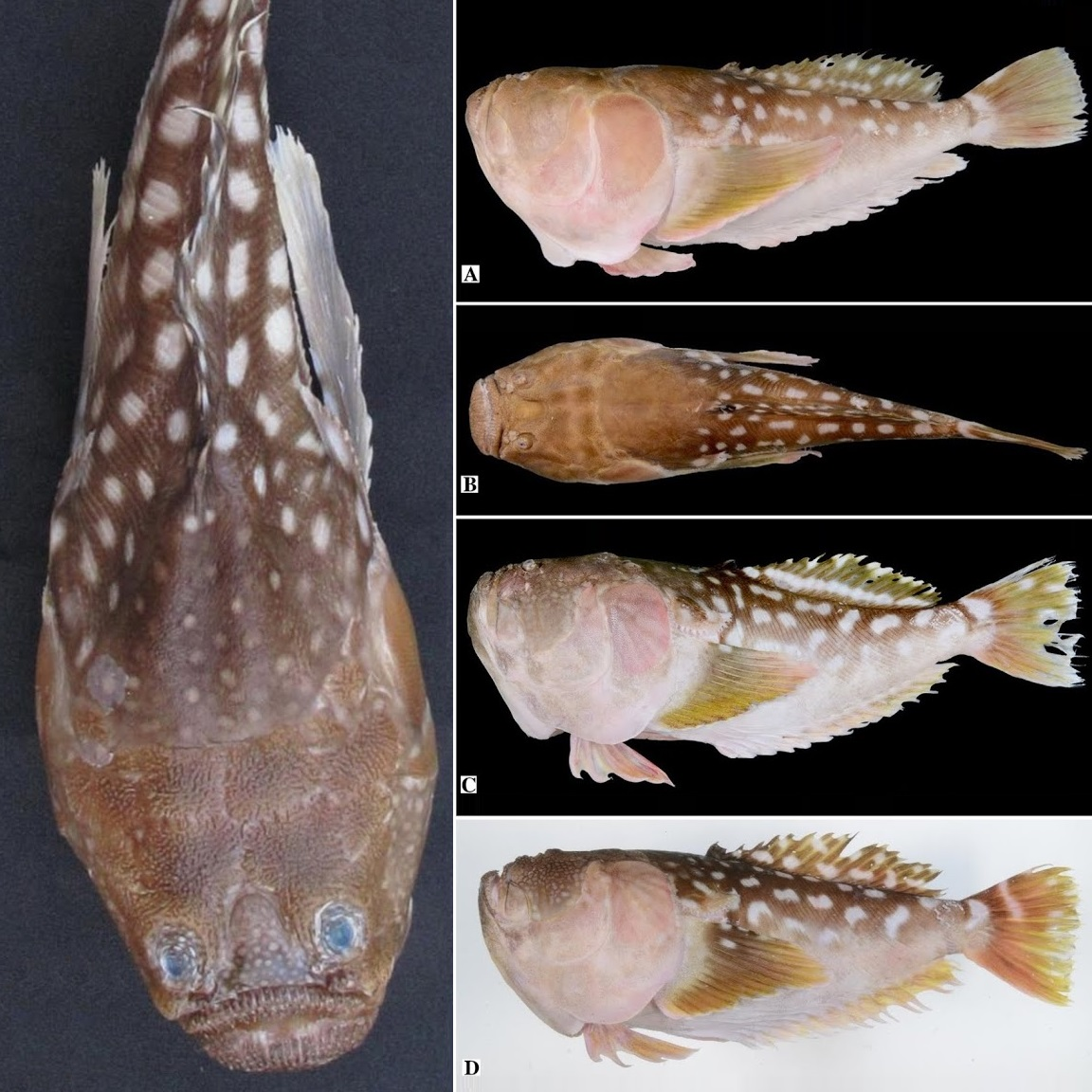 Cá Pollicaris, hay còn được biết đến với tên gọi Ichthyscopus pollicaris. Đây là một loài cá thuộc họ Uranoscopidae, thường được gọi là “stargazers” do thói quen nhìn lên trên khi nằm dưới đáy biển.(Ảnh: Species New to Science)