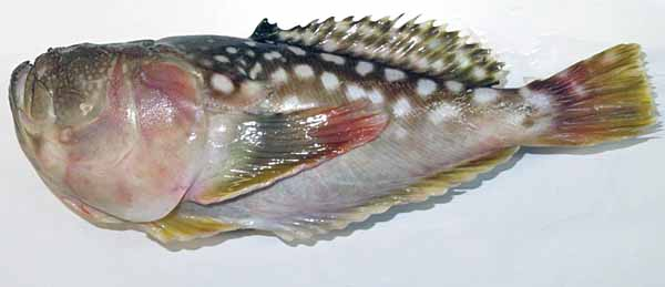 Loài cá này chưa được đánh giá trong danh sách đỏ của IUCN, cho thấy chúng chưa đối mặt với nguy cơ tuyệt chủng.(Ảnh: WORLDFISH WIKI)