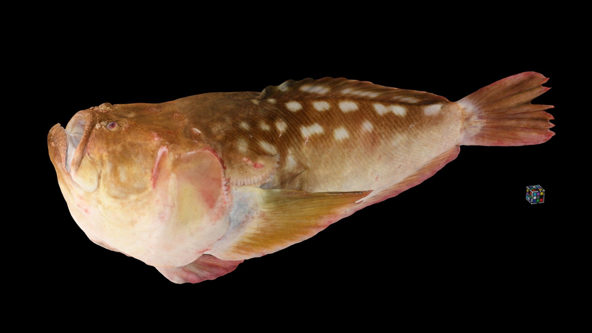 Ichthyscopus pollicaris sống ở vùng biển ôn đới và thường được tìm thấy ở các vùng nước ven bờ. Chúng có thói quen sống gần đáy biển, nơi chúng có thể dễ dàng săn mồi và tránh kẻ thù. (Ảnh: Sketchfab)