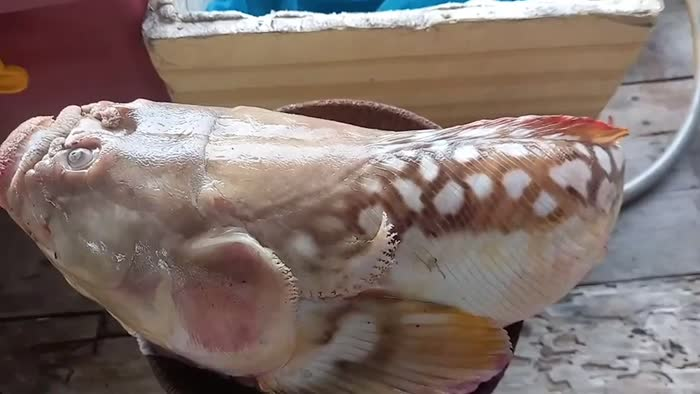 Các nhân viên từ trung tâm biển địa phương xác định nó giống loài cá Pollicaris. Prasert đã giao con cá cho trung tâm động vật hoang dã vì tin rằng nó có thể đem tới vận rủi.(Ảnh: Người đưa tin)