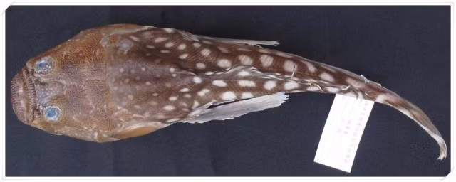 Ichthyscopus pollicaris có chiều dài tối đa khoảng 30.8 cm và sống ở môi trường biển gần đáy, nơi chúng có thể dễ dàng ẩn mình trong cát để săn mồi.(Ảnh: National Science Museum)