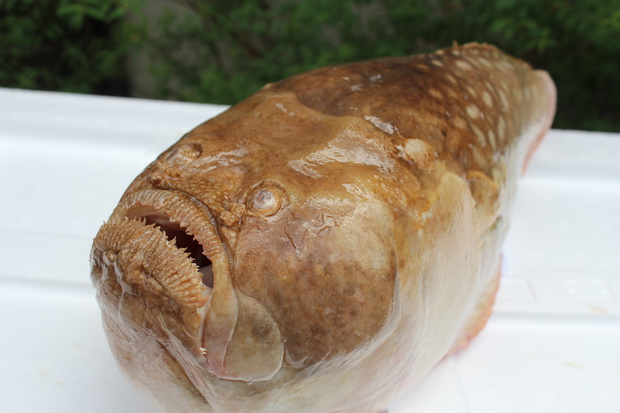 Loài cá này có một đặc điểm nổi bật là tia vây ngực trên cùng được trang trí với 1 hoặc 2 đốm trắng, tạo nên vẻ ngoài đặc trưng. Chúng có hai tia vây lưng cứng và từ 17 đến 28 tia vây lưng mềm, cùng với 16 đến 17 tia mềm vây hậu môn.(Ảnh: sumeshiya)