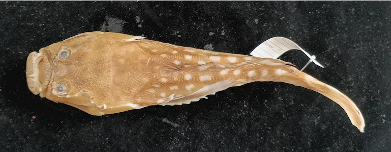 Với những đặc điểm sinh học và hình thái học độc đáo, loài cá này không chỉ là một đối tượng nghiên cứu thú vị mà còn là một phần quan trọng của hệ sinh thái biển. Việc bảo vệ và nghiên cứu thêm về loài cá này sẽ giúp con người hiểu rõ hơn về sự phong phú và phức tạp của cuộc sống dưới đại dương.(Ảnh: helloocean)