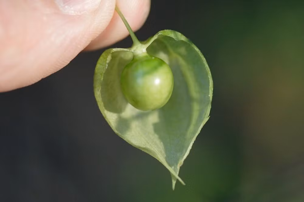 Trên thị trường quốc tế, giá của quả tầm bóp có thể lên tới 700.000 đồng/kg ở Nhật Bản.(Ảnh: Pixabay)