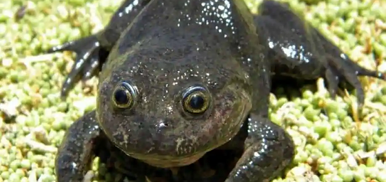 Sau 80 năm tuyệt tích, loài ếch quý hiếm này đã trở lại một cách đầy ngoạn mục, mang lại hy vọng cho các nhà bảo tồn và những người yêu thiên nhiên trên toàn thế giới.(Ảnh: To Save Animals)