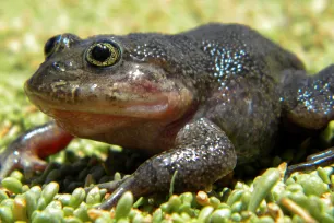 Ếch nước Hall nổi bật với kích thước nhỏ nhắn, màu sắc biến đổi từ nâu sẫm đến xanh lục, và khả năng co giãn da để hấp thụ nước. Chân dài và mảnh, ngón chân có màng, giúp chúng bơi lội và leo trèo dễ dàng. Đôi mắt to và lồi giúp ếch quan sát môi trường xung quanh một cách nhạy bén, hỗ trợ việc săn mồi trong đêm. Loài ếch này sống chủ yếu ở các khe đá và suối nước mát, thích nghi tốt với môi trường ẩm ướt.(Ảnh: New York Post)