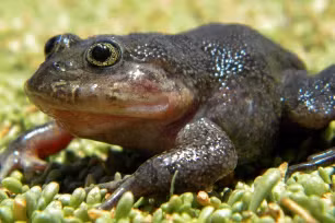 Ếch nước Hall nổi bật với kích thước nhỏ nhắn, màu sắc biến đổi từ nâu sẫm đến xanh lục, và khả năng co giãn da để hấp thụ nước. Chân dài và mảnh, ngón chân có màng, giúp chúng bơi lội và leo trèo dễ dàng. Đôi mắt to và lồi giúp ếch quan sát môi trường xung quanh một cách nhạy bén, hỗ trợ việc săn mồi trong đêm. Loài ếch này sống chủ yếu ở các khe đá và suối nước mát, thích nghi tốt với môi trường ẩm ướt.(Ảnh: New York Post)