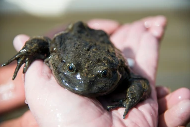 Ếch nước Hall là loài động vật có lối sống về đêm, thường ẩn mình trong các khe đá hoặc dưới lớp lá mục vào ban ngày. Chúng săn mồi vào ban đêm, chủ yếu là côn trùng và giun đất. Quá trình sinh sản diễn ra vào mùa xuân và đầu mùa hè, con cái đẻ trứng trong các khe đá ẩm ướt và bảo vệ trứng cho đến khi nở.(Ảnh: Shutterstock)