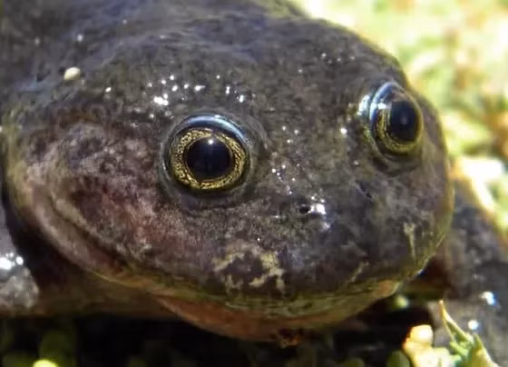 Lịch sử tự nhiên không ít lần ghi nhận sự biến mất và tái xuất của nhiều loài động vật, nhưng câu chuyện về loài ếch nước Hall là một trong những kỳ tích đáng chú ý nhất. (Ảnh: To Save Animals)