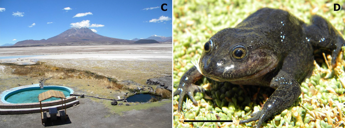 Sự tái xuất của loài ếch nước Hall không chỉ là niềm vui cho các nhà khoa học, mà còn là biểu tượng cho sự kiên cường của thiên nhiên. Nó cho thấy dù điều kiện sống khắc nghiệt và sự can thiệp của con người, thiên nhiên vẫn có khả năng hồi sinh và tiếp tục tồn tại.(Ảnh: Species New to Science)