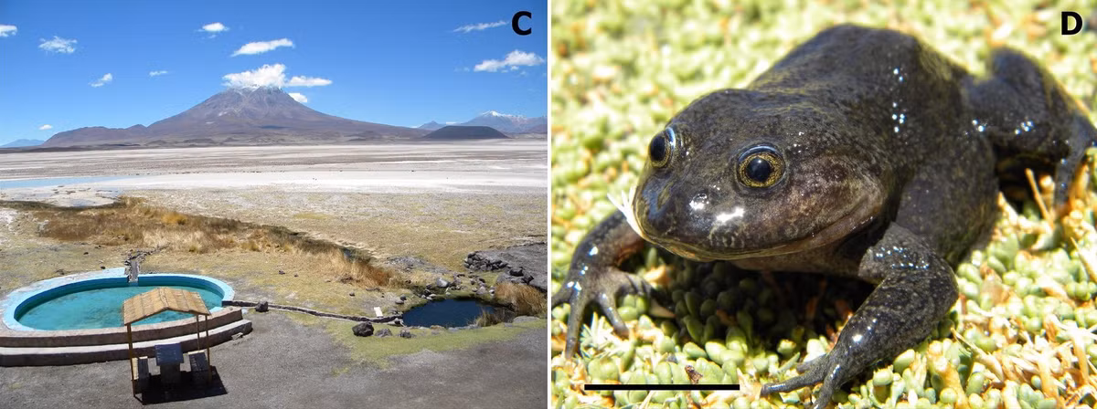 Sự tái xuất của loài ếch nước Hall không chỉ là niềm vui cho các nhà khoa học, mà còn là biểu tượng cho sự kiên cường của thiên nhiên. Nó cho thấy dù điều kiện sống khắc nghiệt và sự can thiệp của con người, thiên nhiên vẫn có khả năng hồi sinh và tiếp tục tồn tại.(Ảnh: Species New to Science)