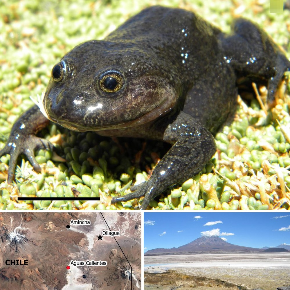 Năm 1935, nhà nghiên cứu Frank Gregory Hall đã phát hiện ra loài ếch này tại vùng núi Sierra Nevada, California. Tuy nhiên, trong suốt 80 năm sau đó, không ai còn thấy dấu vết của chúng. Việc loài ếch nước Hall bất ngờ "tái xuất" trên sa mạc Atacama ở Chile đã khiến cộng đồng khoa học không khỏi sửng sốt. Các nhà khoa học đã phải kiểm tra lại mẫu vật và hình ảnh lịch sử để xác nhận rằng đây chính là loài mà Hall đã tìm thấy hàng thập kỷ trước. (Ảnh: Species New to Science)