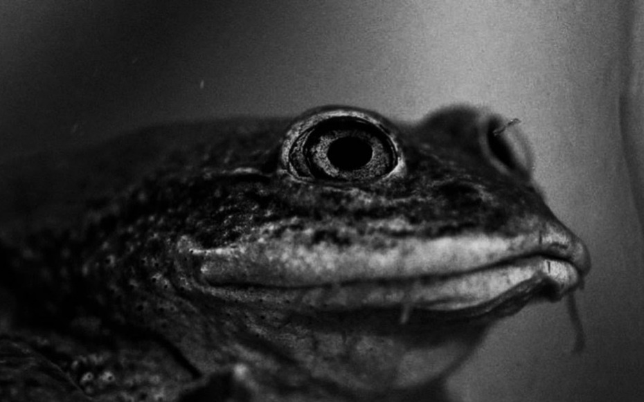 Điều này không chỉ mở ra những cơ hội mới cho nghiên cứu và bảo tồn mà còn nhắc nhở chúng ta về trách nhiệm bảo vệ môi trường sống và các loài động vật quý hiếm. (Ảnh: Người đưa tin)