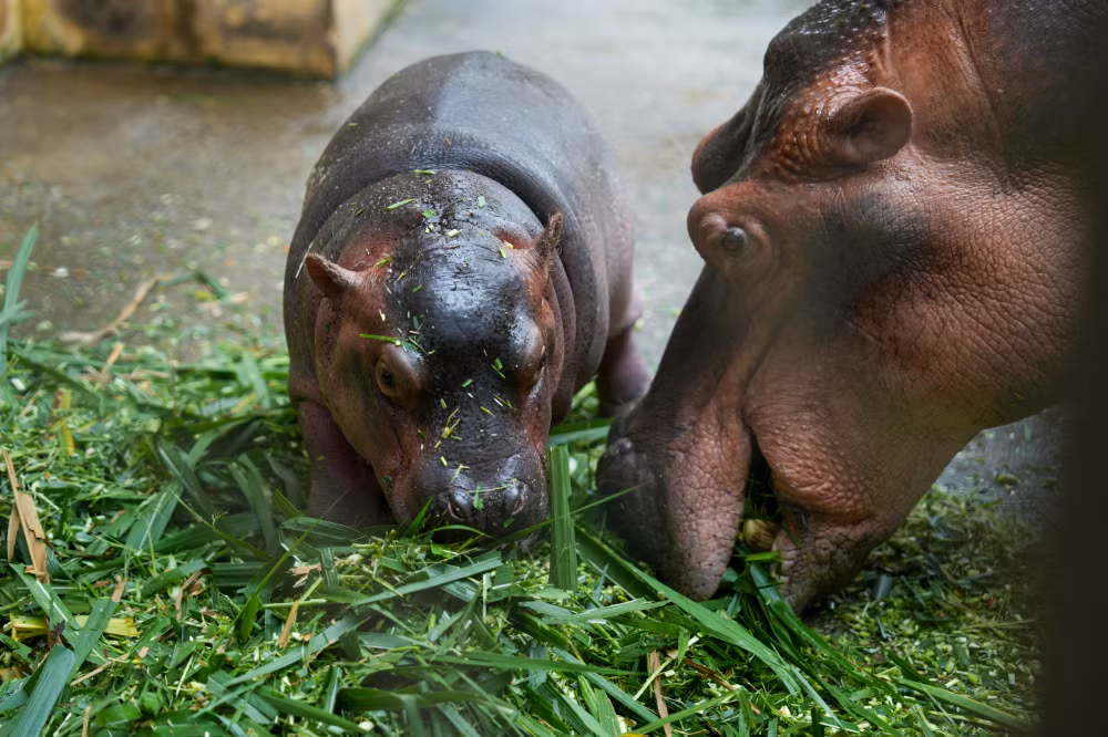 Những ngày gần đây, vườn thú Hà Nội trở nên nhộn nhịp hơn bao giờ hết với sự xuất hiện của một chú hà mã con dễ thương. Chú hà mã nhỏ nhắn này đã nhanh chóng trở thành tâm điểm chú ý của du khách và người dân thủ đô. (Ảnh: Báo Phụ nữ)