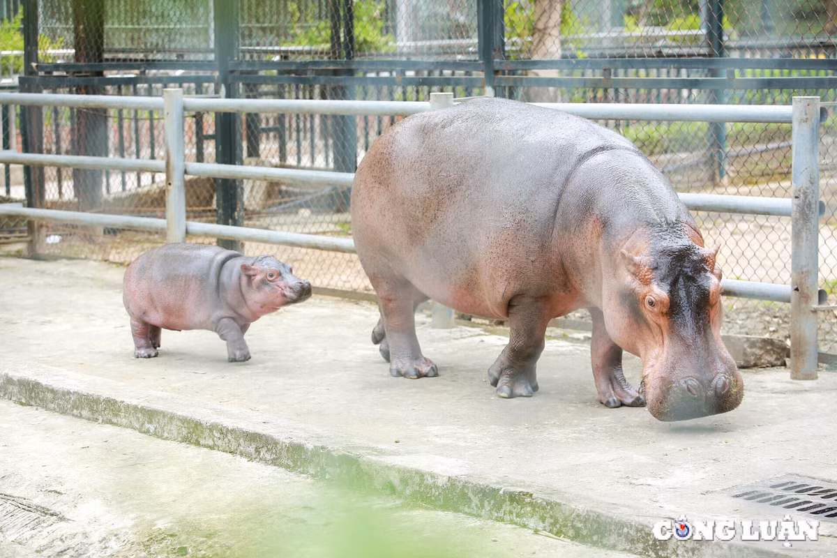 Vườn thú Hà Nội đã thay đổi một số biện pháp chăm sóc để đảm bảo sức khỏe cho hà mã mẹ và con. Mực nước trong bể được duy trì ở mức phù hợp, nước được thay thường xuyên để đảm bảo vệ sinh. Chế độ ăn uống của hà mã mẹ cũng được điều chỉnh, tăng cường các loại thức ăn giàu dinh dưỡng và bổ sung vitamin, khoáng chất để tăng sức đề kháng và tạo ra nguồn sữa chất lượng cho hà mã con. (Ảnh: Công luận)