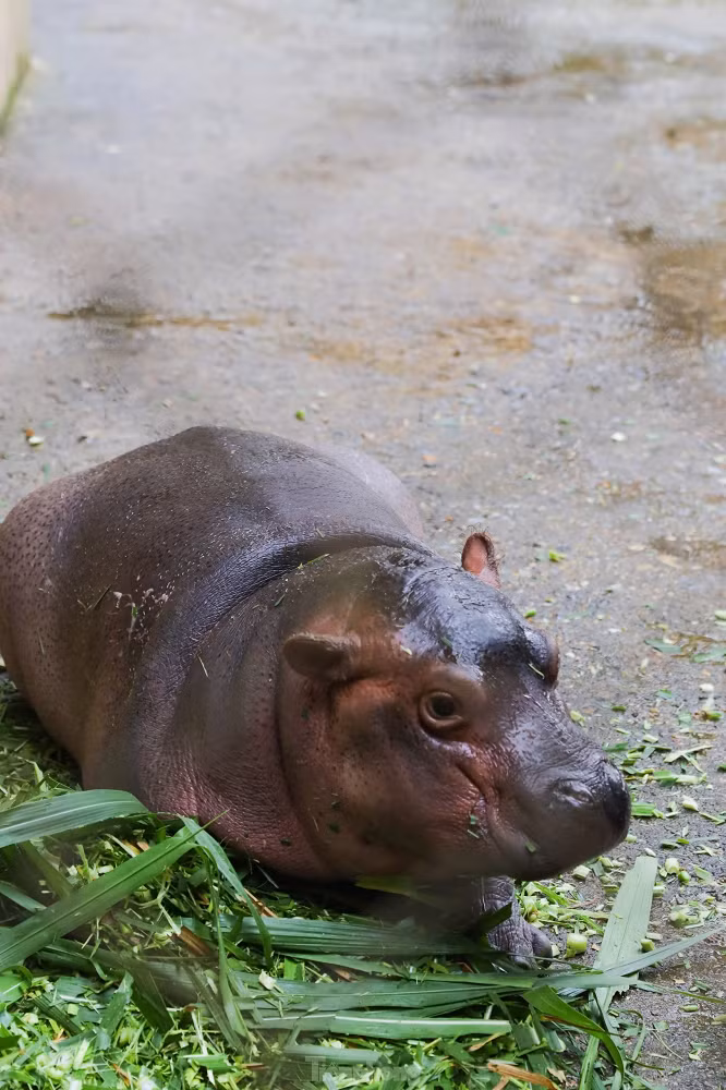 Theo ông Nguyễn Công Nghiệp, Phó tổng giám đốc công ty TNHH MTV Vườn Thú Hà Nội, ngay sau khi hà mã con ra đời, vườn thú đã chỉ đạo các bộ phận chăn nuôi tăng cường chăm sóc và theo dõi 24/24. Đặc biệt, vườn thú đã điều chỉnh mực nước trong bể để hà mã mẹ và con có thể tiếp xúc gần gũi, đảm bảo hà mã con được bú mẹ một cách tự nhiên và tốt nhất. (Ảnh:Tiền phong)