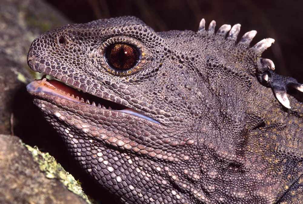 Loài Tuatara còn nổi bật bởi các đặc điểm sinh học độc đáo. Chúng có thể sống tới hơn 100 năm và có một quá trình phát triển chậm chạp. (Ảnh: Ryan Photographic)