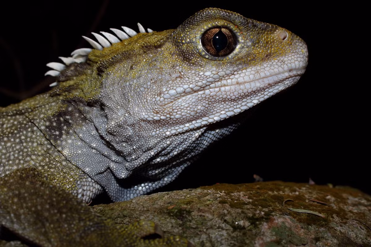 Tuy nhiên, sự tồn tại của Tuatara đang bị đe dọa bởi các yếu tố như mất môi trường sống và sự xuất hiện của các loài săn mồi không bản địa. Các chương trình bảo tồn đã được thực hiện để bảo vệ và phục hồi loài bò sát quý hiếm này, bao gồm việc tái định cư chúng trên các đảo không có các loài xâm hại.(Ảnh: New Zealand Herpetological Society)