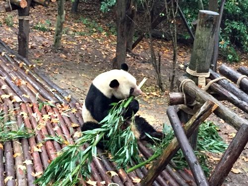 Gấu trúc khổng lồ chủ yếu sống ở các vùng núi hẻo lánh của Tứ Xuyên, Thiểm Tây và Cam Túc ở Trung Quốc. Những khu rừng tre ở đây cung cấp môi trường sống lý tưởng cho chúng. Tuy nhiên, do nạn phá rừng và sự phát triển nông nghiệp, môi trường sống của gấu trúc đã bị thu hẹp đáng kể. Hiện nay, Trung Quốc đã thành lập hơn 60 khu bảo tồn thiên nhiên để bảo vệ gấu trúc và môi trường sống của chúng.(Ảnh: Báo Quân đội nhân dân)