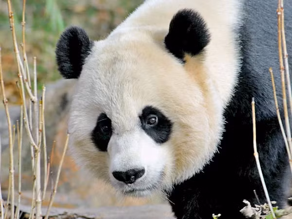 Gấu trúc khổng lồ hay gấu trúc lớn thuộc họ gấu (Ursidae). Chúng có thể dài từ 1,2 đến 1,9 mét và nặng từ 75 đến 160 kg. Bộ lông dày và màu đen trắng giúp chúng giữ ấm trong môi trường lạnh giá của vùng núi cao. Đặc biệt, các mảng màu đen quanh mắt, tai và tứ chi tạo nên vẻ ngoài độc đáo và dễ thương của chúng.(Ảnh: VietnamPlus)