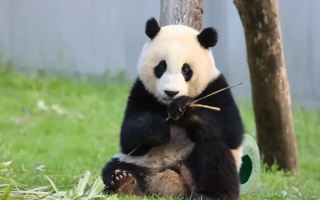 Gấu trúc khổng lồ hiện đang được xếp vào danh sách các loài nguy cấp, nhưng nhờ vào các nỗ lực bảo tồn, số lượng của chúng trong tự nhiên đang dần tăng lên. Các khu bảo tồn và chương trình nhân giống đã giúp bảo vệ và gia tăng số lượng gấu trúc, mang lại hy vọng cho tương lai của loài động vật đáng yêu này.(Ảnh: VTV.vn)