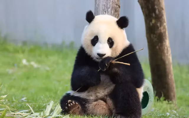 Gấu trúc khổng lồ hiện đang được xếp vào danh sách các loài nguy cấp, nhưng nhờ vào các nỗ lực bảo tồn, số lượng của chúng trong tự nhiên đang dần tăng lên. Các khu bảo tồn và chương trình nhân giống đã giúp bảo vệ và gia tăng số lượng gấu trúc, mang lại hy vọng cho tương lai của loài động vật đáng yêu này.(Ảnh: VTV.vn)