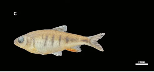 Theo Diversity, Opsariichthys rubriventris có 13-14 vảy trước lưng, hàm dưới nhô ra nhẹ so với hàm trên, có hai hàng u lồi chủ yếu theo chiều dọc. (Ảnh: China Daily)