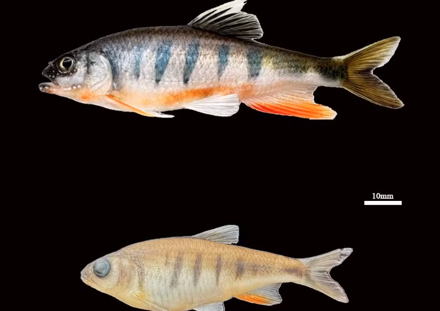 Opsariichthys rubriventris có một số đặc điểm hình thái độc đáo giúp phân biệt nó với các loài cùng chi khác. (Ảnh: Species New to Science)