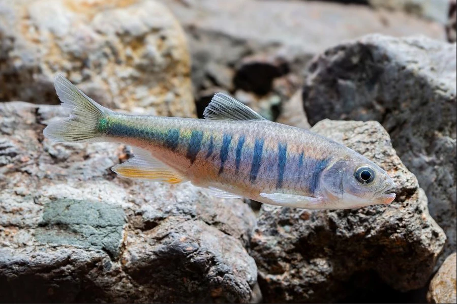 Trong một bước tiến quan trọng cho ngành sinh học, các nhà nghiên cứu tại Trung Quốc đã phát hiện ra một loài cá mới thuộc họ Cyprinidae, được đặt tên là Opsariichthys rubriventris. (Ảnh: VietnamPlus)