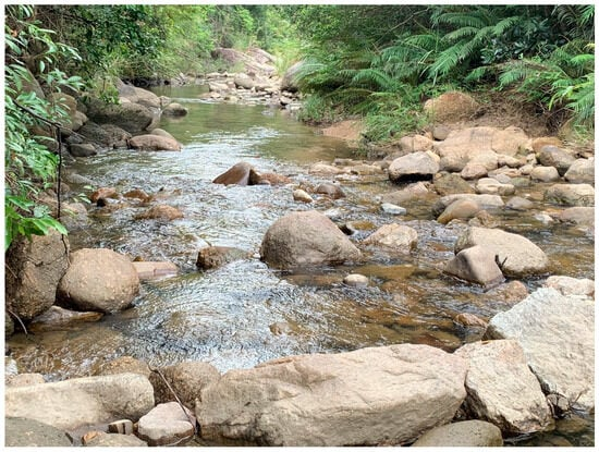 Loài cá này được tìm thấy tại sông Xizhijiang, một nhánh của hệ thống sông Châu Giang ở thành phố Huệ Châu, tỉnh Quảng Đông. (Ảnh: MDPI)
