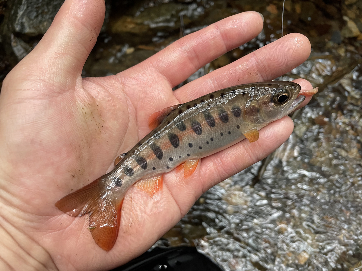 Opsariichthys rubriventris là một minh chứng sống động cho sự phong phú và đa dạng của thế giới tự nhiên, và việc bảo vệ những loài mới phát hiện này đòi hỏi sự nỗ lực của cả cộng đồng.(Ảnh: X)