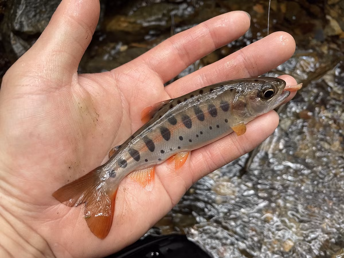 Opsariichthys rubriventris là một minh chứng sống động cho sự phong phú và đa dạng của thế giới tự nhiên, và việc bảo vệ những loài mới phát hiện này đòi hỏi sự nỗ lực của cả cộng đồng.(Ảnh: X)