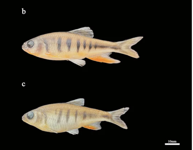 Phân tích di truyền cho thấy Opsariichthys rubriventris có khoảng cách di truyền từ 0.14 đến 0.16 so với các loài cùng chi khác, khẳng định vị trí phân loại của nó. Các phương pháp phân tích như Maximum Likelihood (ML) và Bayesian Inference (BI) đã hỗ trợ cho tính đơn ngành của loài mới này ở cấp độ loài.(Ảnh: CGTN)