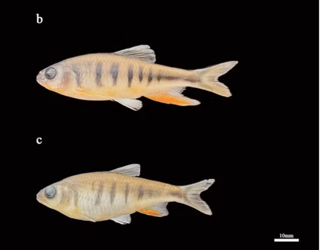 Phân tích di truyền cho thấy Opsariichthys rubriventris có khoảng cách di truyền từ 0.14 đến 0.16 so với các loài cùng chi khác, khẳng định vị trí phân loại của nó. Các phương pháp phân tích như Maximum Likelihood (ML) và Bayesian Inference (BI) đã hỗ trợ cho tính đơn ngành của loài mới này ở cấp độ loài.(Ảnh: CGTN)