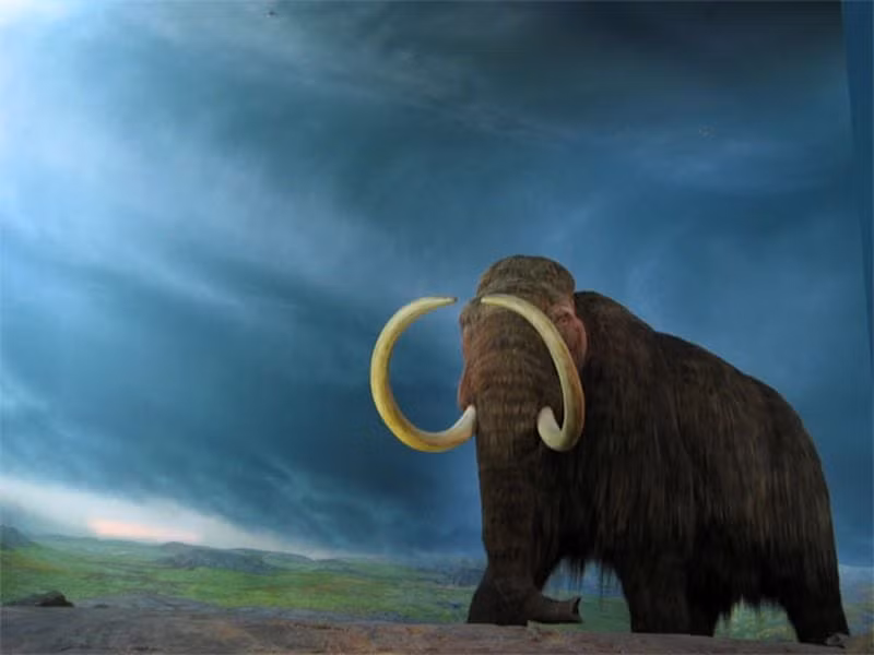 Theo nghiên cứu được công bố trên tạp chí Earth History and Biodiversity, vào cuối kỷ băng hà, môi trường sống của ma mút lông xoăn bị bao phủ bởi những “đám mây” phấn hoa, gây ra các phản ứng dị ứng nghiêm trọng. Điều này làm suy giảm khả năng tìm kiếm thức ăn, bạn tình và tránh kẻ săn mồi của chúng.(Ảnh: Smithsonian Magazine)